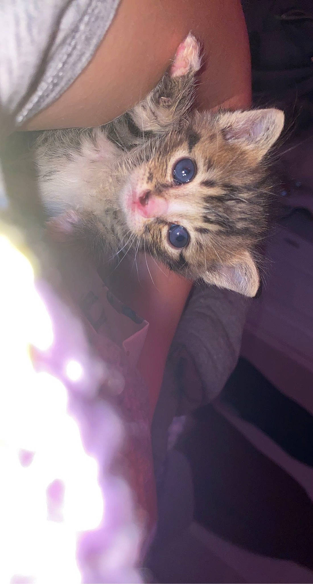 Zano is registered to the contest to win money with this photo: carnivore, cat, claw, domestic_short_haired_cat, felidae, fur, gesture, hand, nail, paw, small_to_medium_sized_cats, snout, tail, tree, whiskers