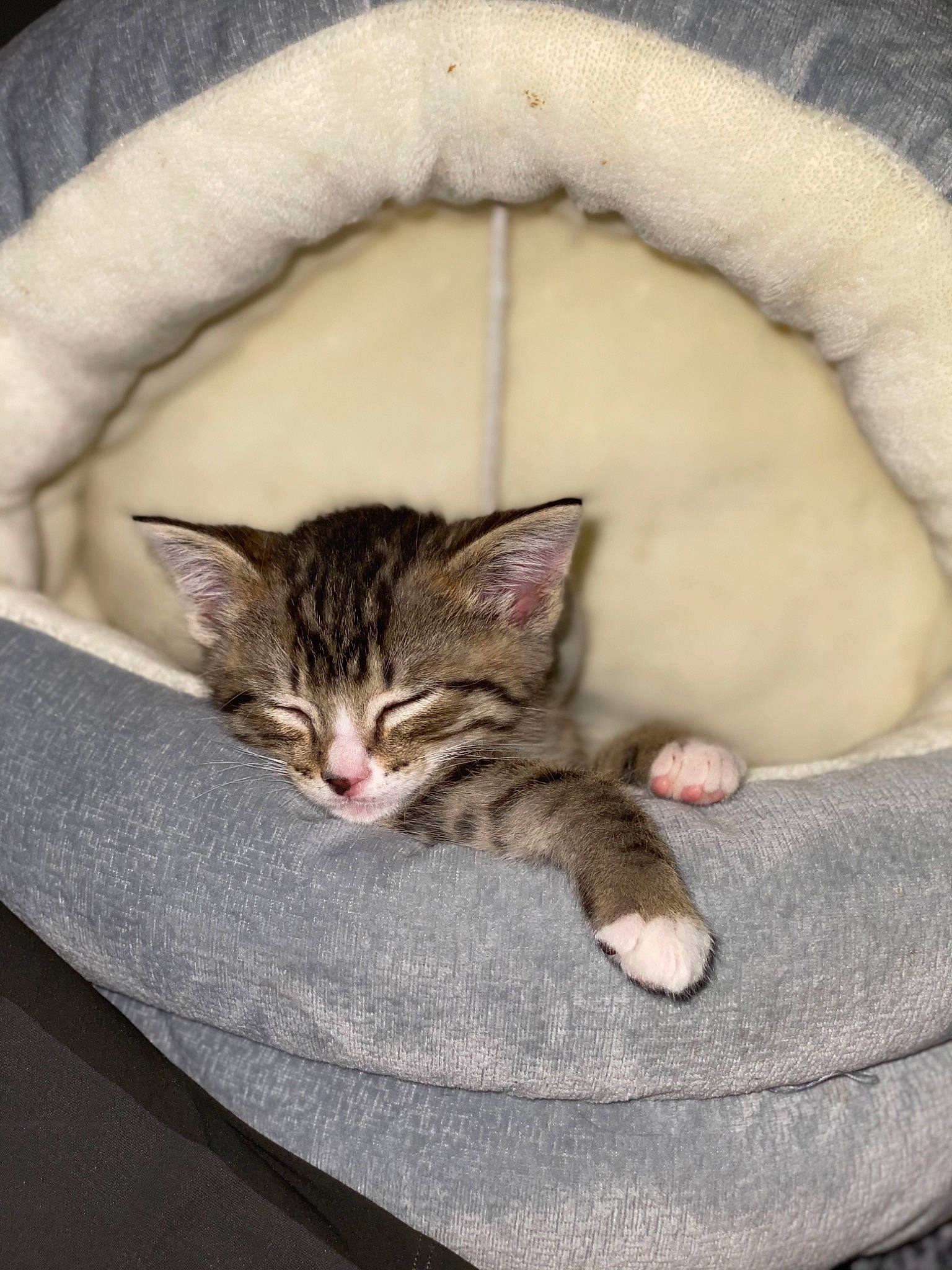 Zano joined the competition — help win amazing prizes! carnivore, cat, cat_bed, cat_supply, claw, comfort, domestic_short_haired_cat, ear, eye, fawn, felidae, fur, mammal, paw, sitting, small_to_medium_sized_cats, snout, tail, vertebrate, whiskers