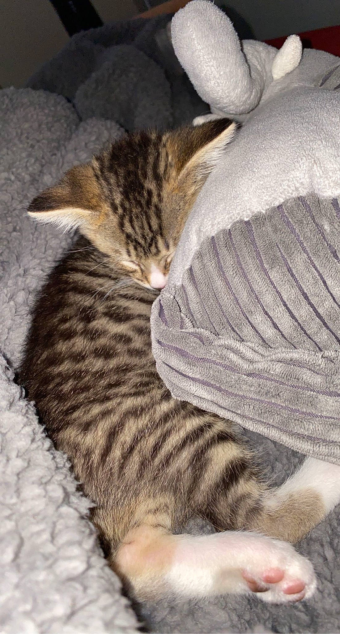 Zano joined the competition — help win amazing prizes! carnivore, cat, claw, comfort, domestic_short_haired_cat, eye, fawn, felidae, fur, grass, nap, paw, sand, sitting, small_to_medium_sized_cats, snout, tail, terrestrial_animal, whiskers, wildlife