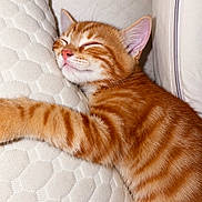 Sky participe au concours pour gagner de l'argent avec cette photo : kitten, cat, orange_tabby, sleeping, cushion, white, texture, cozy, cute, pet, fur, whiskers, nap, rest, indoor, closeup, animal, adorable, relaxed, soft