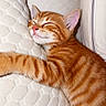 adorable, animal, cat, closeup, cozy, cushion, cute, fur, indoor, kitten, nap, orange_tabby, pet, relaxed, rest, sleeping, soft, texture, whiskers, white