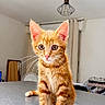 Sky participe au concours pour gagner de l'argent avec cette photo : kitten, cat, orange_tabby, pet, animal, cute, indoor, countertop, feline, young, whiskers, ears, curious, sitting, domestic, fur, home, lamp, curtains, furniture
