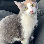 Niko joined the competition — help win amazing prizes! cat, gray_cat, white_cat, pet, animal, feline, domestic_cat, sitting, car_interior, car_seat, curious, yellow_eyes, whiskers, fur, portrait, close_up, cute, indoor, soft_light, looking_up