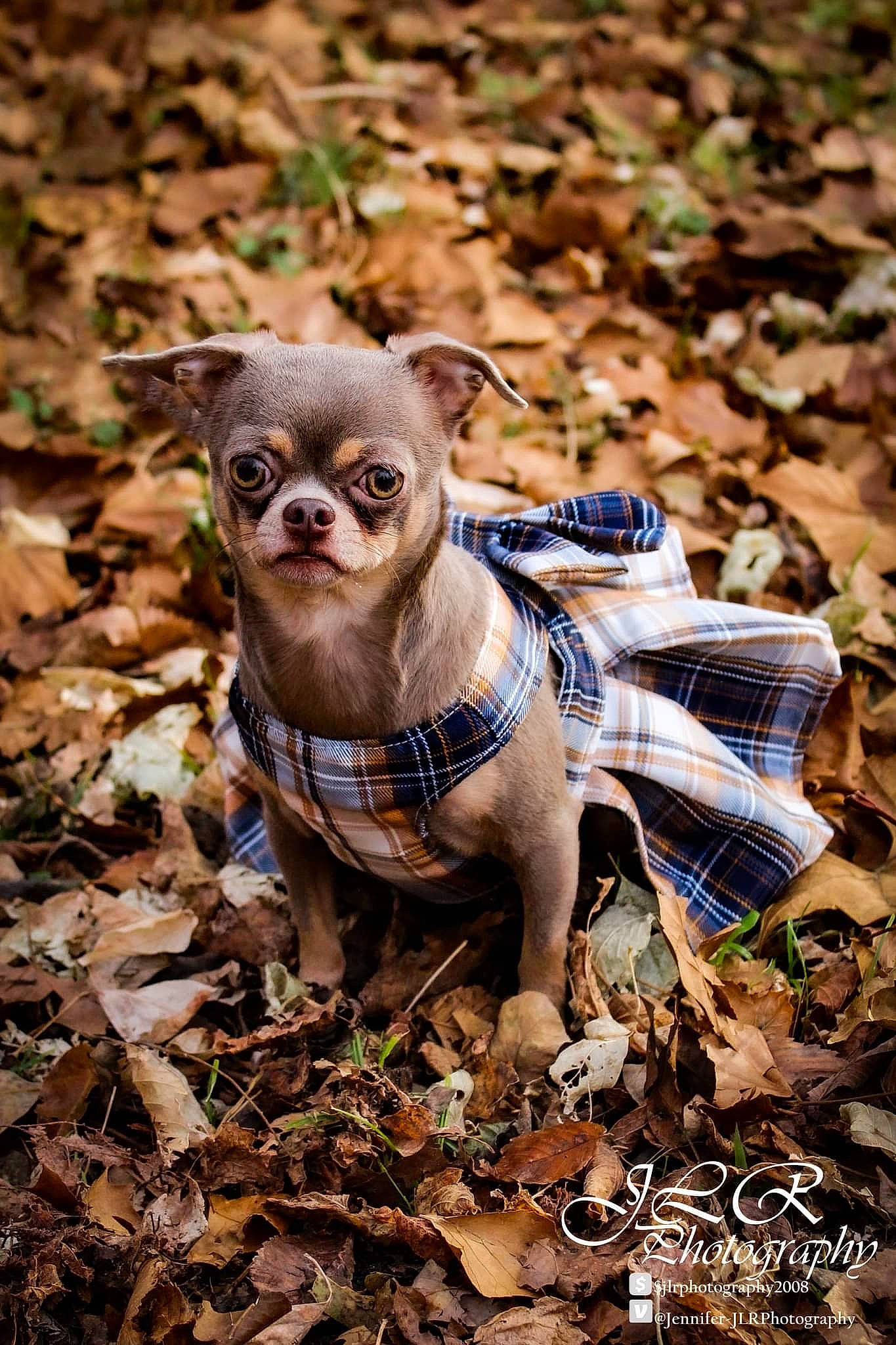 Scrunchie joined the competition — help win amazing prizes! canidae, carnivore, companion_dog, dog, dog_breed, fawn, grass, liver, mammal, organism, plant, snout, soil, sporting_group, terrestrial_animal, toy_dog, vertebrate, whiskers, wood, working_animal