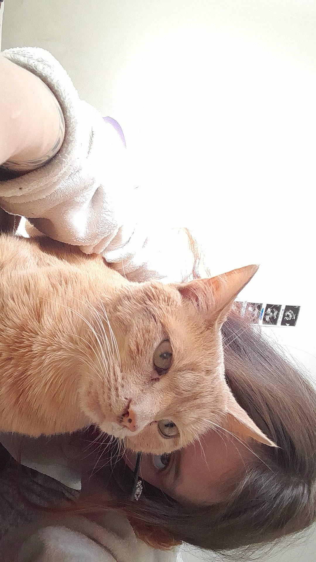 Snowflake participe au concours pour gagner de l'argent avec cette photo : carnivore, cat, claw, comfort, domestic_short_haired_cat, ear, fawn, felidae, foot, fur, gesture, human_leg, nail, paw, small_to_medium_sized_cats, snout, tail, whiskers