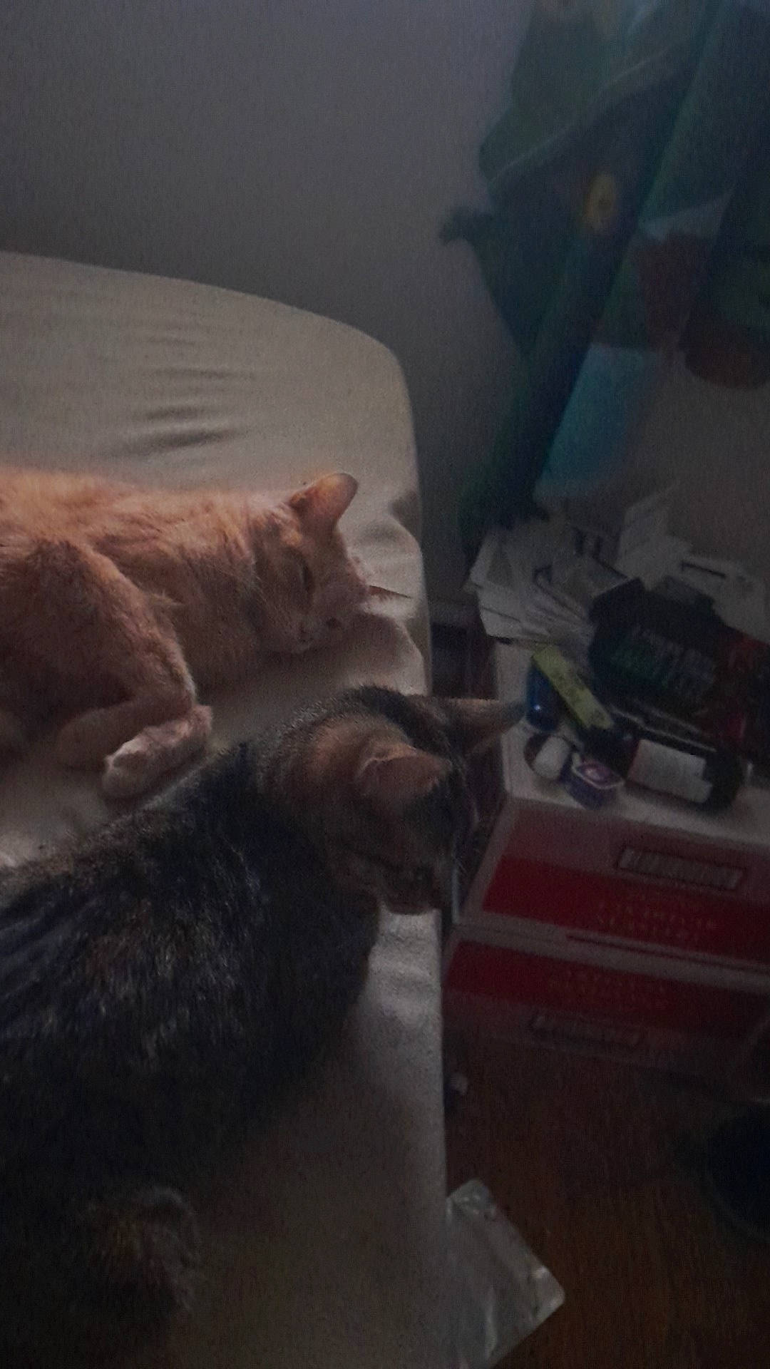 Snowflake a rejoint le concours — aidez-le/la à gagner de superbes lots ! bedding, carnivore, cat, cloud, comfort, darkness, domestic_short_haired_cat, felidae, flooring, fur, grey, hardwood, human_leg, linens, room, small_to_medium_sized_cats, tail, tints_and_shades, whiskers, wood