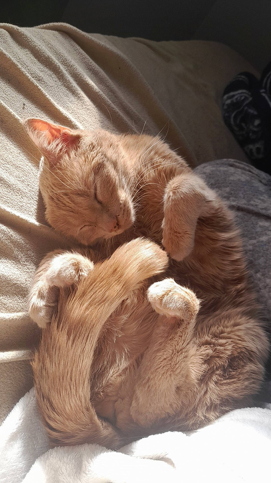 Snowflake participe au concours pour gagner de l'argent avec cette photo : canidae, carnivore, cat, claw, comfort, domestic_short_haired_cat, fawn, felidae, foot, fur, liver, nap, paw, sleep, small_to_medium_sized_cats, snout, tail, terrestrial_animal, whiskers, wood