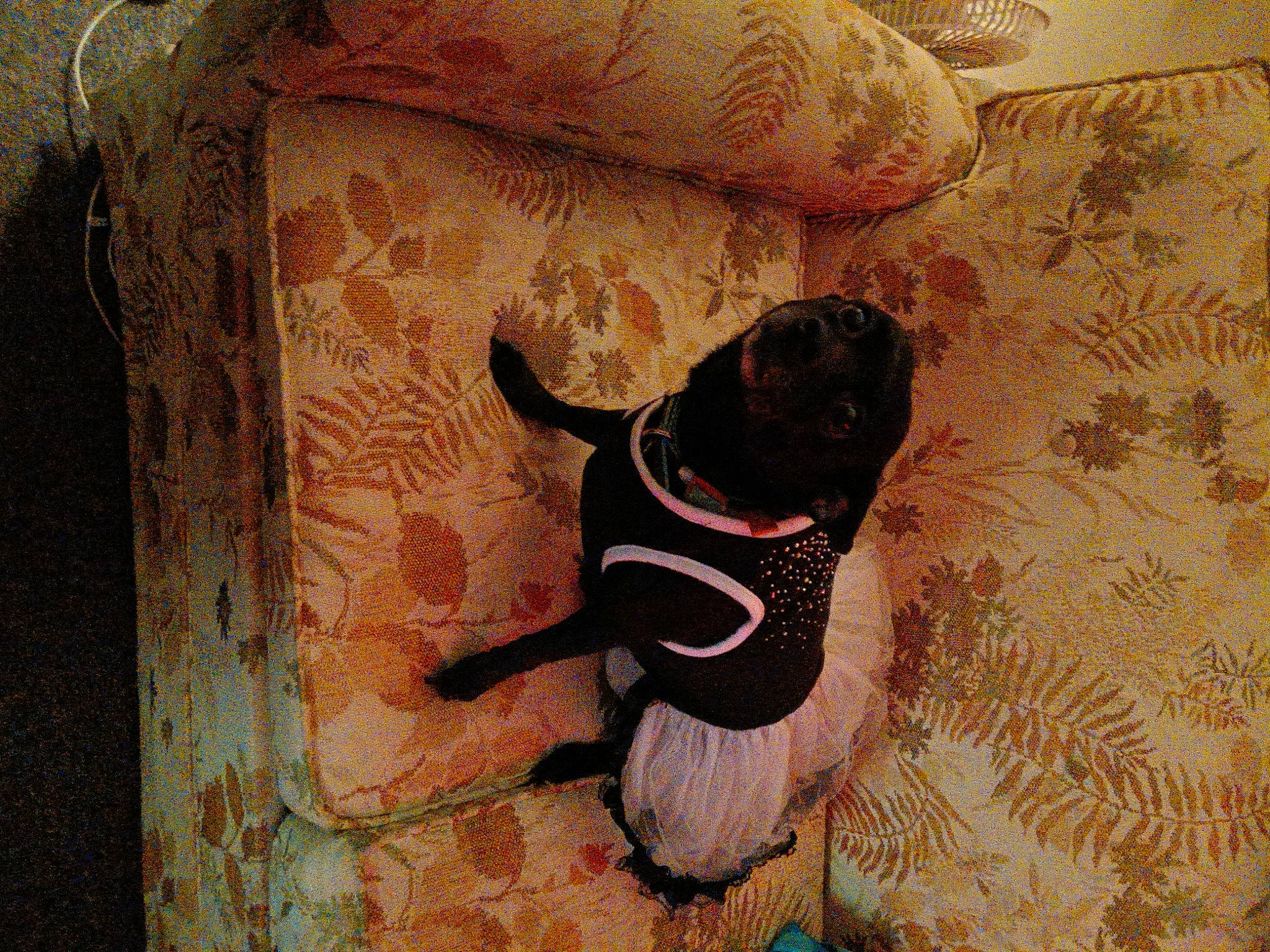 Summer joined the competition — help win amazing prizes! art, canidae, carnivore, collar, companion_dog, dog, dog_breed, dog_collar, fawn, flooring, pattern, pet_supply, pug, snout, sporting_group, tints_and_shades, toy_dog, visual_arts, wood, working_animal