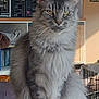 cat, fluffy, gray_tabby, sitting, indoor, furniture, stool, pet, animal, whiskers, ears, fur, eyes, household, bookshelf, storage, cozy, portrait, domestic, expression