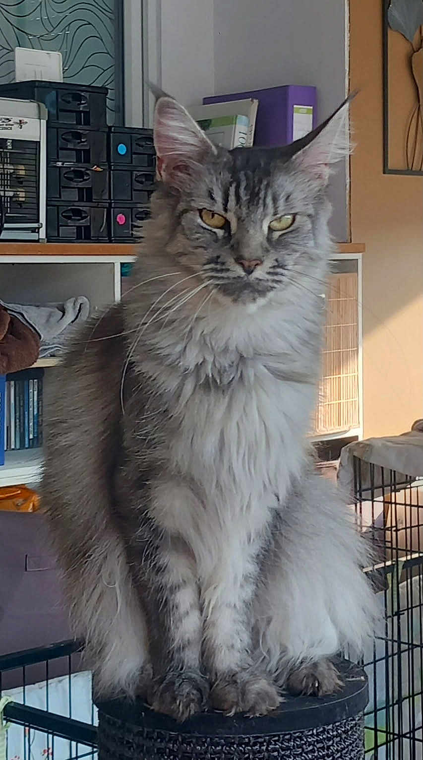 Shanna a rejoint le concours — aidez-le/la à gagner de superbes lots ! cat, fluffy, gray_tabby, sitting, indoor, furniture, stool, pet, animal, whiskers, ears, fur, eyes, household, bookshelf, storage, cozy, portrait, domestic, expression
