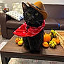 Imani joined the competition — help win amazing prizes! animal, bandana, black_cat, cat, couch, cowboy_hat, cozy, fall_decor, gourds, hat, indoor, lamp, living_room, orange, pet, pillows, pumpkins, red_bandana, table, wooden_table