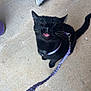 Imani is registered to the contest to win money with this photo: animal, black_cat, cat, close_up, concrete_floor, cute, domestic_cat, feline, fur, leash, mischievous, outdoor, pet, pet_accessory, playful, purple_harness, sitting, tail, tongue_out, whiskers