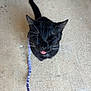 animal, black_cat, cat, close_up, concrete_floor, cute, domestic_cat, ears, eyes_closed, feline, funny_face, fur, leash, outdoor, pet, playful, single_animal, sitting, tongue_out, whiskers