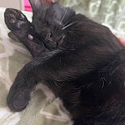 Imani joined the competition — help win amazing prizes! animal, black_cat, blanket, cat, closeup, comfort, cozy, cute, domestic_cat, feline, fur, indoor, nap, paw, pet, relaxed, resting, sleeping, soft, whiskers