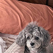 Beauty joined the competition — help win amazing prizes! dog, bed, pillow, wood, fur, pet, indoor, cozy, resting, cute, animal, texture, cushion, relaxed, canine, comfort, fur_texture, headboard, sleepy, home