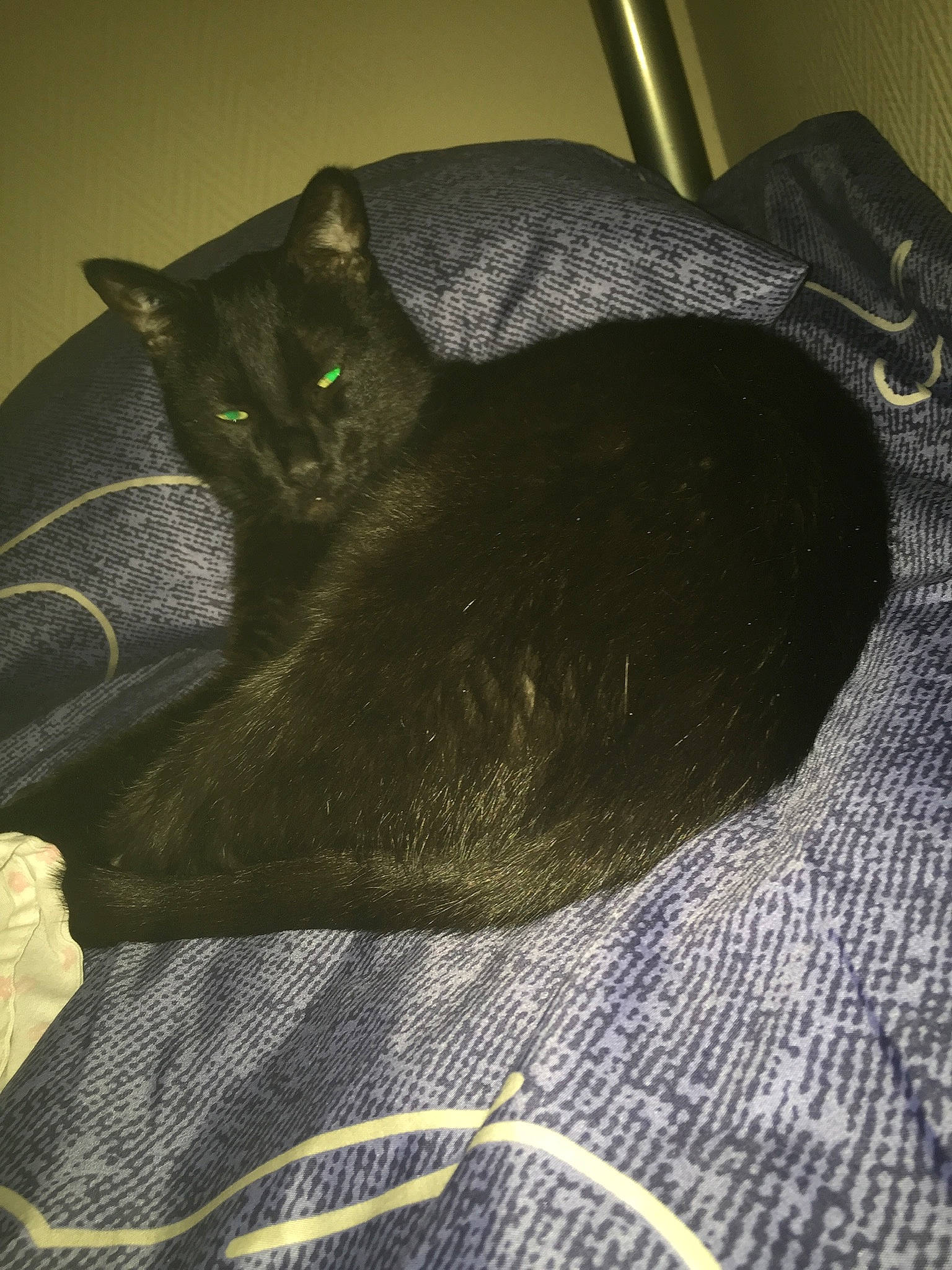 Hamoud participe au concours pour gagner de l'argent avec cette photo : black_cat, bombay, carnivore, cat, cat_bed, cat_supply, comfort, domestic_short_haired_cat, felidae, fur, grey, pattern, room, shadow, small_to_medium_sized_cats, tail, terrestrial_animal, tints_and_shades, whiskers