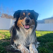 Star is registered to the contest to win money with this photo: dog, animal, outdoor, grass, happy, pet, canine, fur, tongue, smile, nature, sunlight, portrait, friendly, muzzle, ears, background, daytime, closeup, relaxing