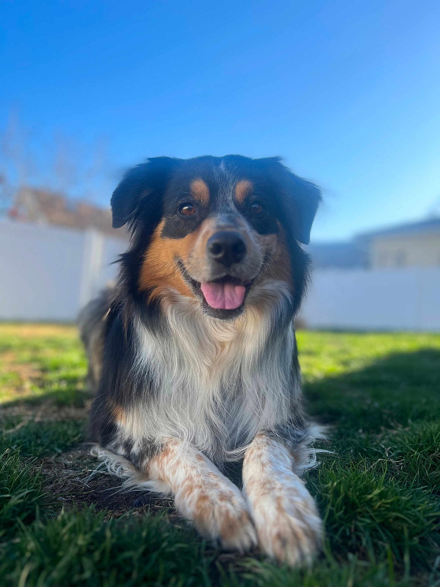 Star is registered to the contest to win money with this photo: dog, animal, outdoor, grass, happy, pet, canine, fur, tongue, smile, nature, sunlight, portrait, friendly, muzzle, ears, background, daytime, closeup, relaxing
