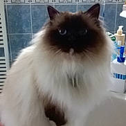 Iron participe au concours pour gagner de l'argent avec cette photo : cat, fluffy, bathroom, sink, counter, blue_tiles, pet, fur, domestic_animal, indoor, animal, curious, white_fur, dark_face, ears, whiskers, eyes, marble_counter, soap, container