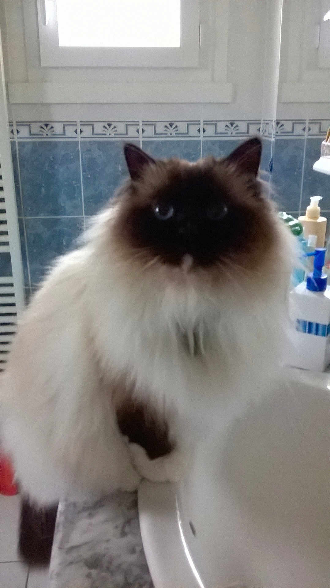 Iron participe au concours pour gagner de l'argent avec cette photo : cat, fluffy, bathroom, sink, counter, blue_tiles, pet, fur, domestic_animal, indoor, animal, curious, white_fur, dark_face, ears, whiskers, eyes, marble_counter, soap, container