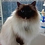 Iron a rejoint le concours — aidez-le/la à gagner de superbes lots ! cat, fluffy, bathroom, sink, counter, blue_tiles, pet, fur, domestic_animal, indoor, animal, curious, white_fur, dark_face, ears, whiskers, eyes, marble_counter, soap, container