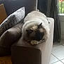 Iron a rejoint le concours — aidez-le/la à gagner de superbes lots ! cat, sofa, cushion, throw_blanket, window, curtain, tile_floor, indoor, sleeping, pet, furniture, cozy, fluffy, resting, home, relaxation, domestic, animal, living_room, natural_light