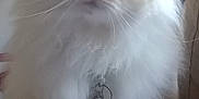 Mimosas a rejoint le concours — aidez-le/la à gagner de superbes lots ! animal, bell, blue_eyes, cat, close_up, collar, cute, domestic_cat, ears, feline, fluffy, furry, indoor, paw, pet, portrait, sitting, soft, whiskers, white_fur