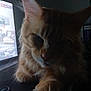 Urus participe au concours pour gagner de l'argent avec cette photo : animal, cat, closeup, computer_screen, cute, dark, domestic_animal, ears, feline, fluffy, fur, gaming_controller, indoor, orange_cat, paw, pet, relaxed, shadow, technology, whiskers