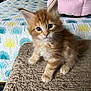 Urus participe au concours pour gagner de l'argent avec cette photo : animal, bed, cat, closeup, curious, cute, domestic, feline, fluffy, indoor, kitten, orange_tabby, patterned_bedspread, pet, pillow, sitting, small, soft, texture, young