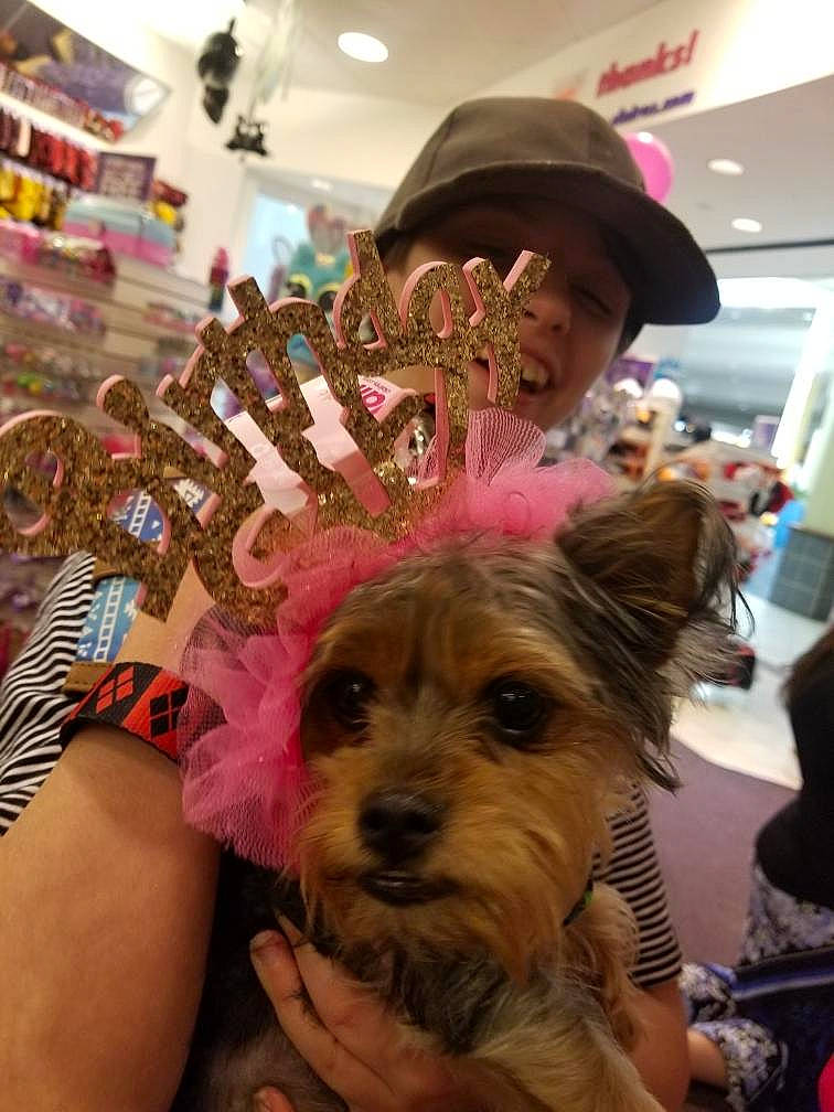 Tinkerbell joined the competition — help win amazing prizes! cap, carnivore, companion_dog, dog, dog_breed, event, fashion_accessory, fedora, fun, fur, happy, hat, holiday, party_hat, party_supply, small_terrier, snout, sun_hat, t_shirt, toy_dog