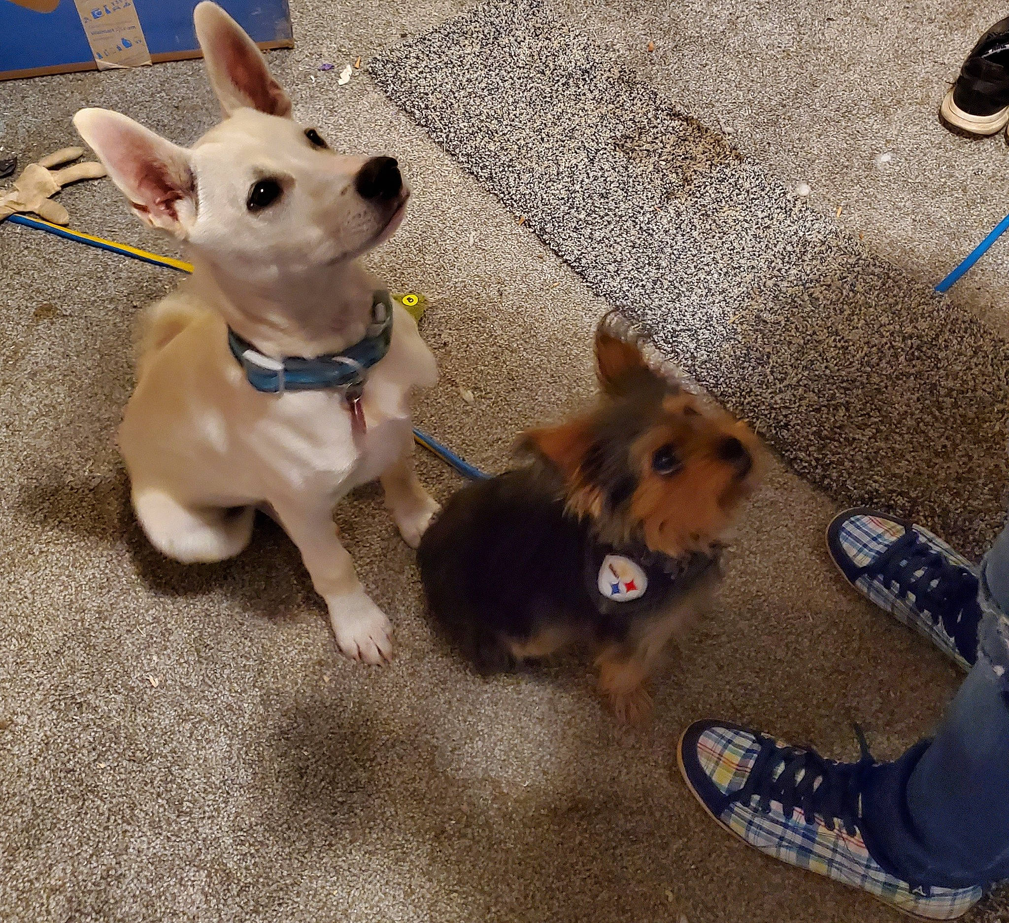 Tinkerbell joined the competition — help win amazing prizes! carnivore, collar, companion_dog, dog, dog_breed, dog_clothes, dog_collar, dog_supply, fawn, flooring, foot, leash, paw, pet_supply, puppy_love, selfie, snout, tail, toy_dog, working_animal