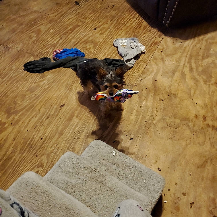 Tinkerbell joined the competition — help win amazing prizes! brown, carnivore, comfort, companion_dog, dog, dog_breed, dog_supply, fawn, floor, flooring, hardwood, laminate_flooring, leash, liver, pet_supply, shadow, wood, wood_flooring, wood_stain, working_animal