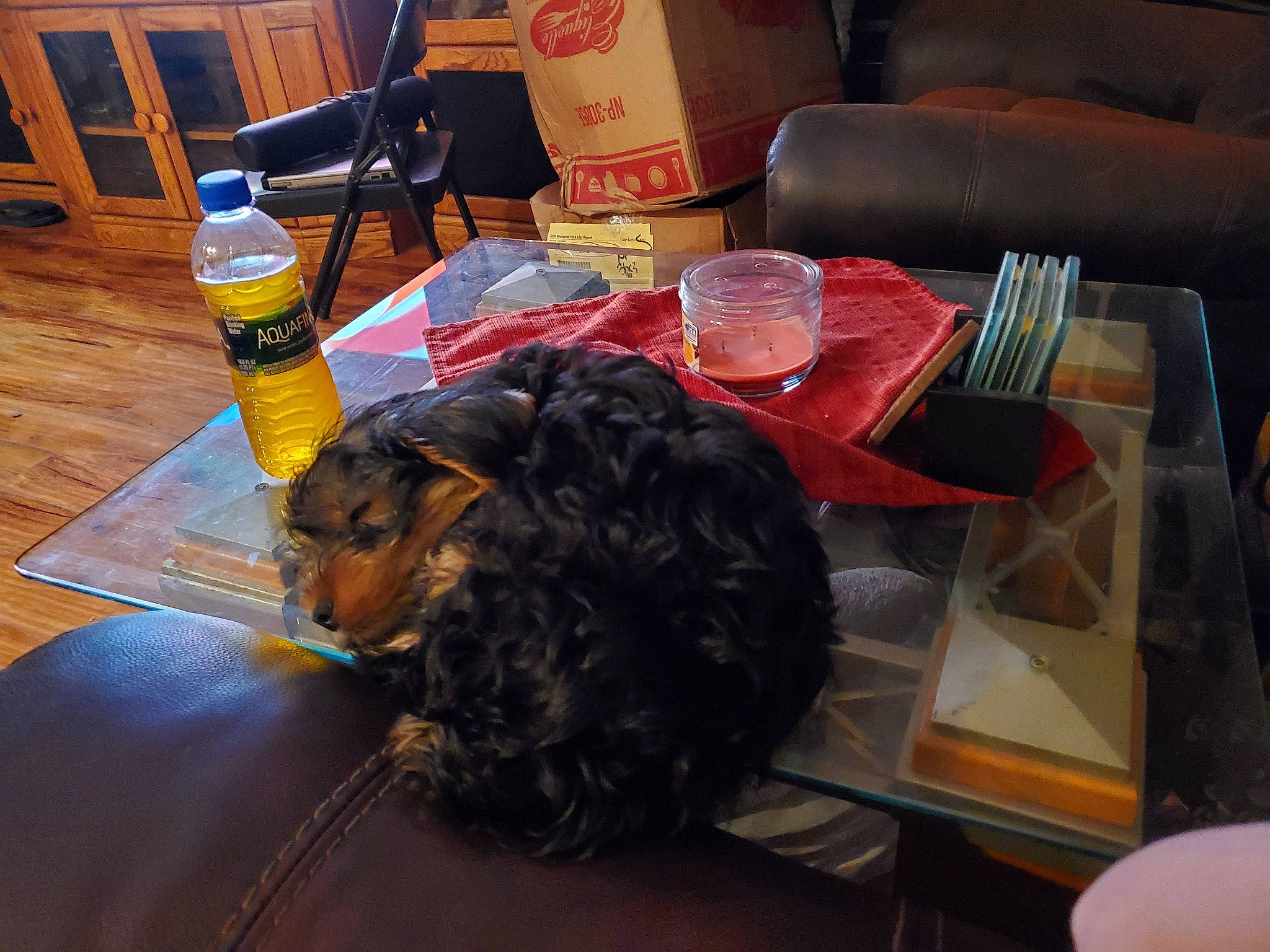 Bear is registered to the contest to win money with this photo: bottle, canidae, chair, comfort, companion_dog, couch, dog_breed, drink, felidae, flooring, fur, plate, room, studio_couch, table, tableware, water_bottle, wood