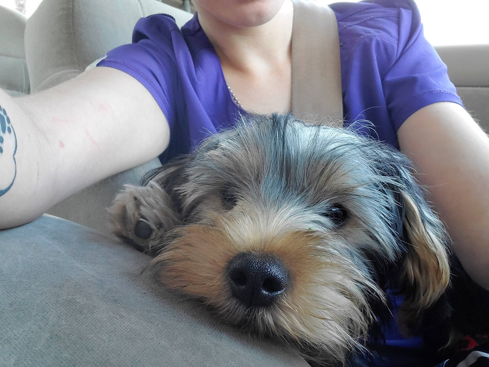 Bear joined the competition — help win amazing prizes! automotive_tire, biewer_terrier, canidae, carnivore, chair, comfort, companion_dog, dog, dog_breed, fur, old_english_sheepdog, puppy, puppy_love, sapsali, sitting, small_terrier, snout, sporting_group, terrier, toy_dog