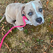 Blue a rejoint le concours — aidez-le/la à gagner de superbes lots ! animal, blue_eyes, canine, collar, cute, dog, fall_leaves, footwear, grass, ground, leash, looking_up, nature, outdoor, pet, pink_leash, playful, puppy, walking, young_dog