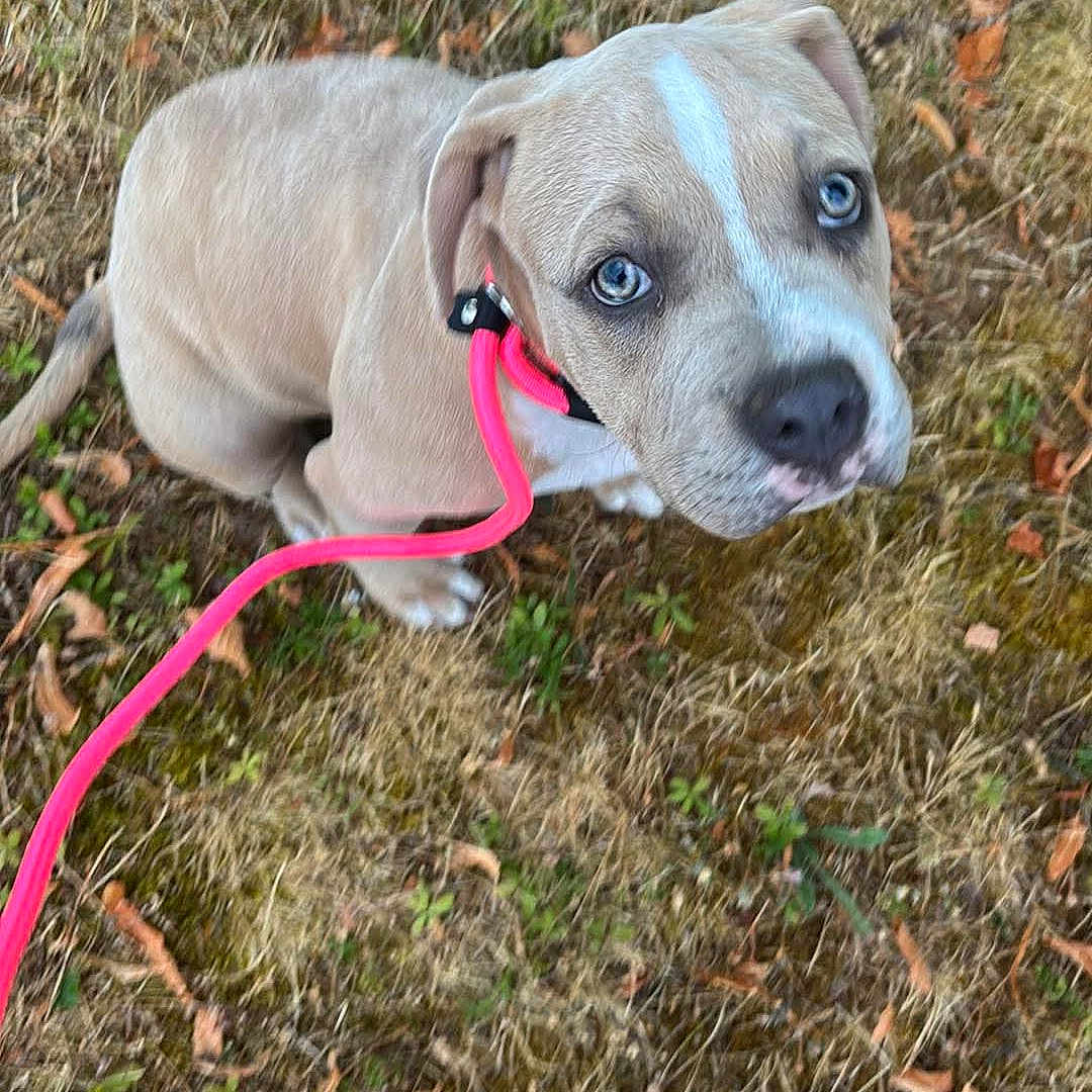 Blue a rejoint le concours — aidez-le/la à gagner de superbes lots ! animal, blue_eyes, canine, collar, cute, dog, fall_leaves, footwear, grass, ground, leash, looking_up, nature, outdoor, pet, pink_leash, playful, puppy, walking, young_dog