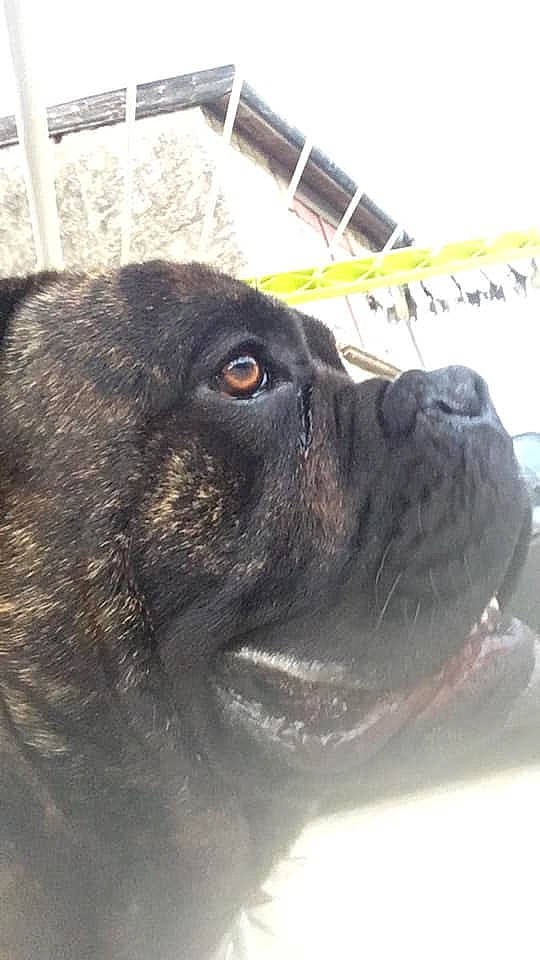 Narko a rejoint le concours — aidez-le/la à gagner de superbes lots ! bandog, boxer, bullmastiff, cane_corso, canidae, carnivore, dog, dog_breed, fawn, guard_dog, mammal, snout, sporting_group, vertebrate