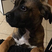 Oxanne a rejoint le concours — aidez-le/la à gagner de superbes lots ! american_pit_bull_terrier, boxer, carnivoran, dog, dog_breed, dog_breed_group, dog_like_mammal, fawn, puppy, snout