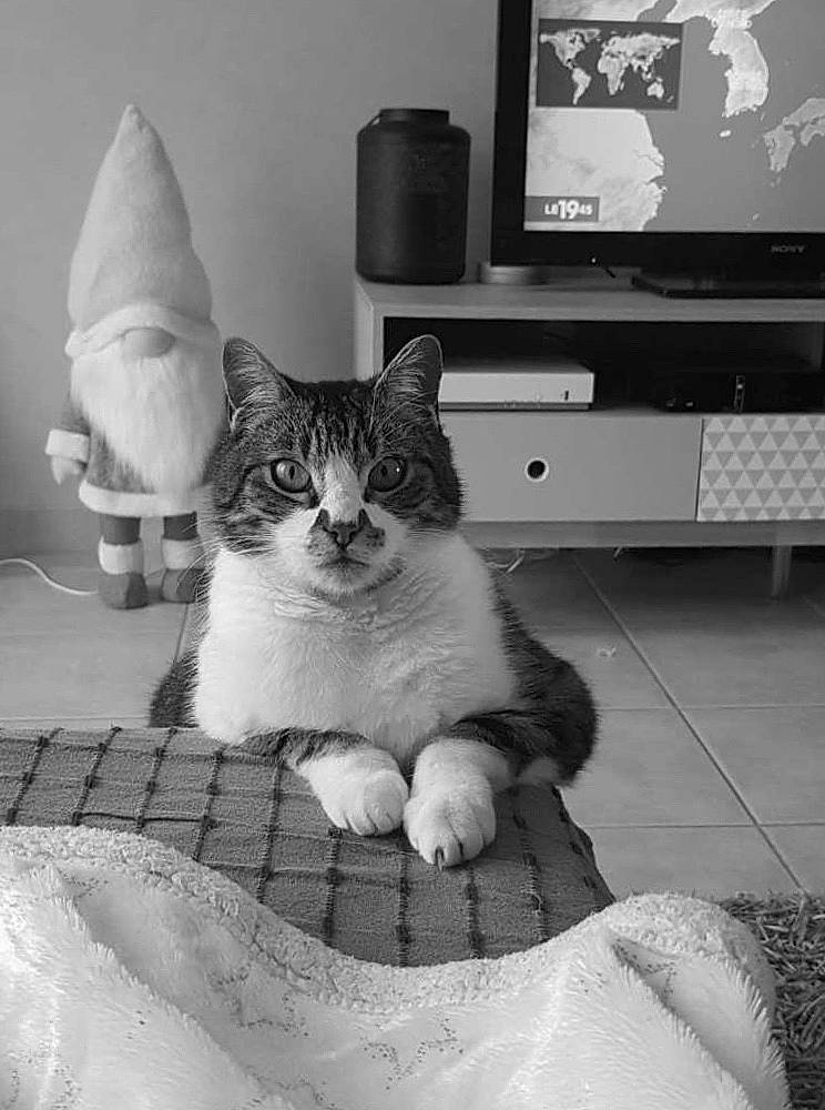 Galopin participe au concours pour gagner de l'argent avec cette photo : aegean_cat, asian, black_and_white, carnivore, cat, domestic_short_haired_cat, european_shorthair, eye, felidae, kitten, monochrome, monochrome_photography, paw, polydactyl_cat, room, sitting, small_to_medium_sized_cats, snapshot, whiskers, white