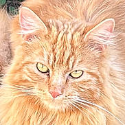 Marcel a rejoint le concours — aidez-le/la à gagner de superbes lots ! cat, orange_cat, fluffy, close_up, whiskers, yellow_eyes, fur, pet, animal, outdoor, nature, portrait, face, mammal, cute, feline, alert, soft_fur, ears