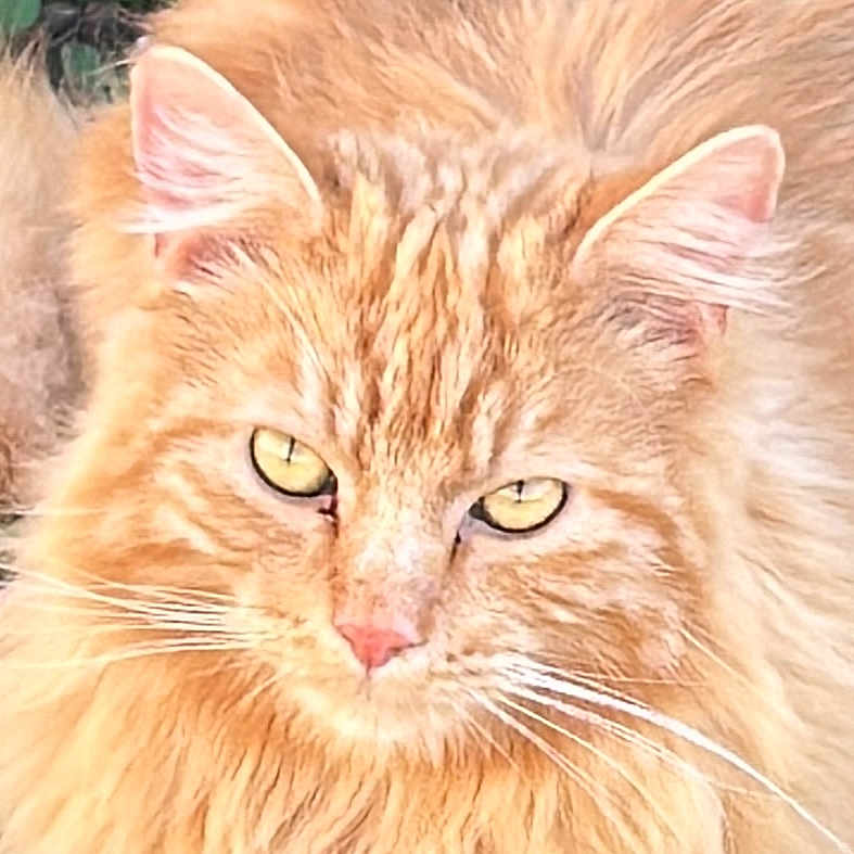 Marcel a rejoint le concours — aidez-le/la à gagner de superbes lots ! cat, orange_cat, fluffy, close_up, whiskers, yellow_eyes, fur, pet, animal, outdoor, nature, portrait, face, mammal, cute, feline, alert, soft_fur, ears