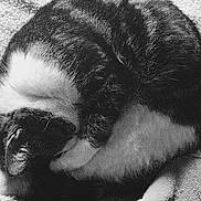 Princesse participe au concours pour gagner de l'argent avec cette photo :