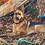 dog, german_shepherd, outdoor, leaves, autumn, nature, animal, pet, lying_down, ears, fur, collar, wood, branches, ground, daylight, brown, black, watchful, relaxed