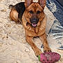 Enzo is registered to the contest to win money with this photo: dog, german_shepherd, sand, toy, football, playful, outdoor, animal, pet, canine, ears, paws, smiling, resting, brown, black, texture, beach, fur, collar