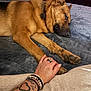 dog, sleeping, paw, hand, tattoo, bracelet, bed, blanket, collar, resting, indoor, fur, brown_dog, closeup, comfort, relaxation, human, animal, friendship, quiet
