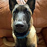 Loki joined the competition — help win amazing prizes! dog, german_shepherd, puppy, pet, animal, ears, brown_leather_couch, indoor, close_up, collar, face, fur, black_and_tan, watchful, domestic, cute, canine, sitting, looking, window