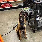 Loki is registered to the contest to win money with this photo: dog, belgian_malinois, leash, collar, pet_food, store, shelf, bag, concrete_floor, utility_cart, indoor, animal, pet, black, orange, retail, curious, sitting, floor, leash_hook
