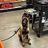 dog, belgian_malinois, leash, collar, pet_food, store, shelf, bag, concrete_floor, utility_cart, indoor, animal, pet, black, orange, retail, curious, sitting, floor, leash_hook