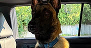 Loki is registered to the contest to win money with this photo: dog, belgian_malinois, pet, car_interior, sunlight, window, seat, collar, animal, canine, portrait, alert, ears, furry, domestic_animal, transportation, nature, greenery, daylight, indoor