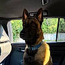 dog, belgian_malinois, pet, car_interior, sunlight, window, seat, collar, animal, canine, portrait, alert, ears, furry, domestic_animal, transportation, nature, greenery, daylight, indoor